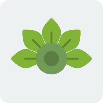 Japanese Aralia Vector Icon