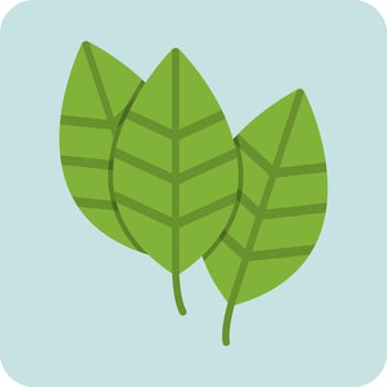 Aspidistra Vector Icon