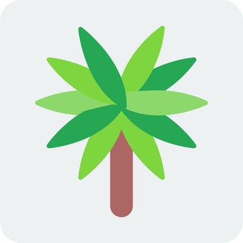 Spider Plant Vector Icon