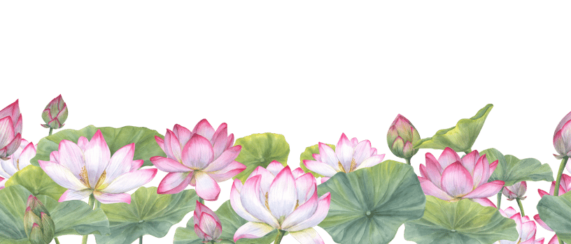 Seamless banner of Indian sacred lotus flowers with leaves. Water lily, Indian lotus, green leaf, bud. Space for text. Watercolor illustration. Horizontal board png