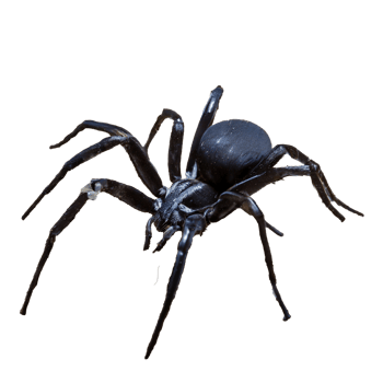 Black Spider On Transparent Background png