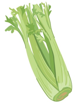 Stems and leaves of celery. Vector flat illustration. Bunch of fresh green leafy vegetables. Healthy natural raw food is rich in vitamins. Fragrant crunchy vegetable, ingredient for detox cocktails.