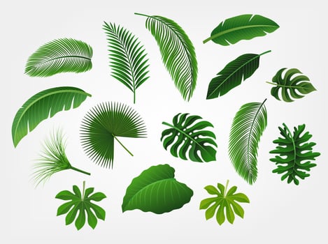 Tropical Leaves Set Isolated, Suitable For Nature Concept, Summer and Holiday, Vector Illustration