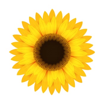 Yellow sunflower flower. Round bright inflorescence with realistic large petals and blooming dark vector pollen