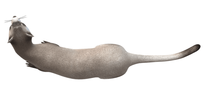 Weasel isolated on a Transparent Background png