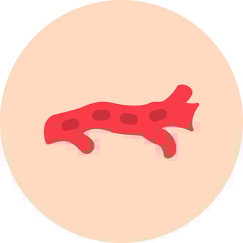 Artery Vector Icon