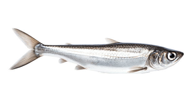 Anchovy isolated on transparent background. PNG file, cut out. AI Generated