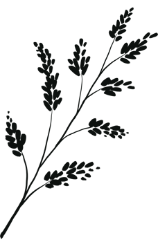 Set of branch and leaves collection. Floral hand drawn vintage set. Sketch line art illustration. Element design for greeting cards and invitations of the wedding, birthday png