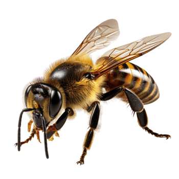 Honey bee isolated on transparent background, created with generative AI png