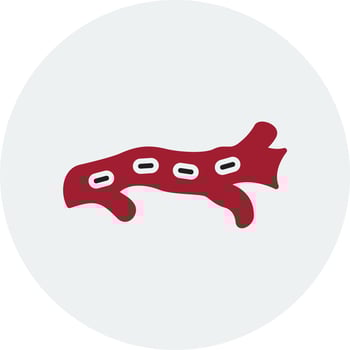 Artery Vector Icon