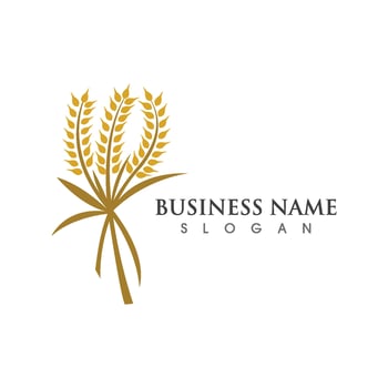Agriculture wheat vector