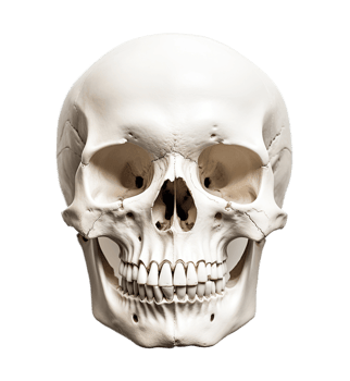 Skull isolated on transparent background. PNG file, cut out. AI Generated