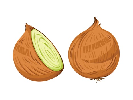 Onions vegetable set with sliced half one on the left and raw whole onion on the left. Cooking ingredient vector illustration isolated on white horizontal background. Cartoon styled drawing.