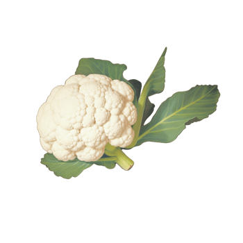 Cabbage no background png