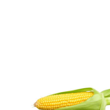 Corn no background png