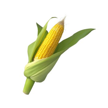 Corn no background png