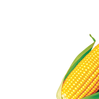 Corn no background png