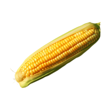 Corn no background png