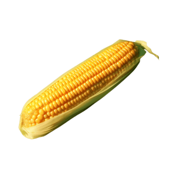 Corn no background png