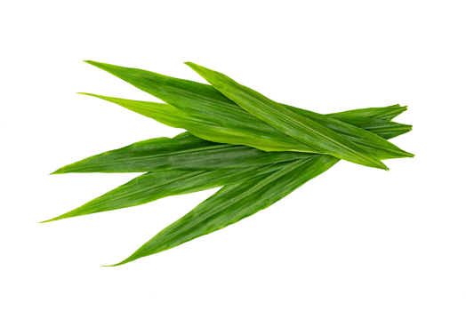 Green leaves pattern,leaf fresh ginger isolated png