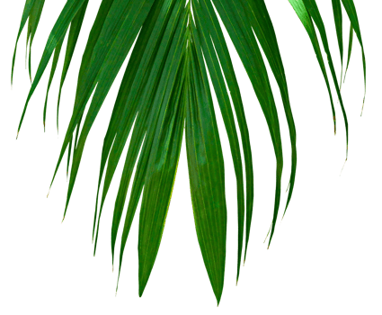 Green leaves pattern,tropical palm leaf isolated png