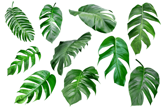 collection various of green monstera leaves pattern for nature concept,set of tropical leaf isolated png