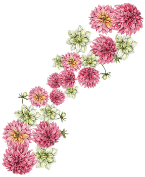 Watercolor dahlia flowers composition. png