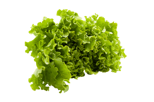Lettuce with beautiful juicy green leaves on a white plate. No background. For garnishing. High quality photo. png
