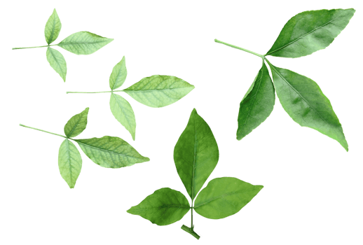 four different types of leaves on a white background, Green leaves Bundle on white background, leaf isolated set, green leaf plant eco nature tree branch isolated png