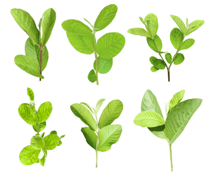 four different types of leaves on a white background, Green leaves Bundle on white background, leaf isolated set, green leaf plant eco nature tree branch isolated png