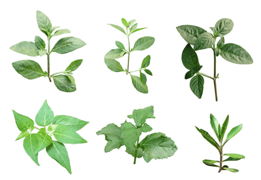 four different types of leaves on a white background, Green leaves Bundle on white background, leaf isolated set, green leaf plant eco nature tree branch isolated png
