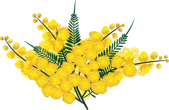 the golden wattle, Australia national flower vector illustration, Acacia pycnantha Benth vector image