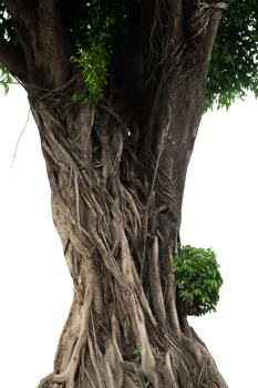 big tree in the forest isolated png