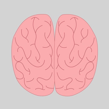 illustration of human internal organs vector