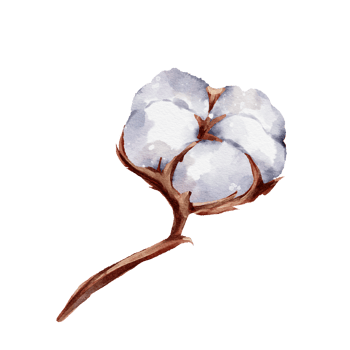 Cotton flower watercolor png