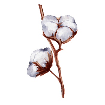 Cotton flower watercolor png