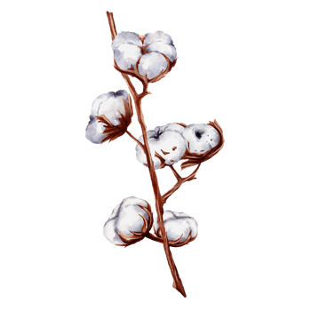 Cotton flower watercolor png