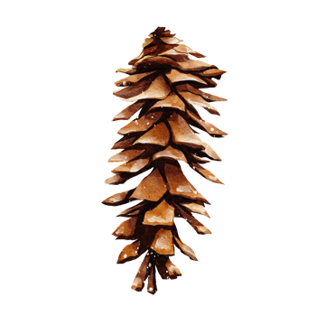 Pine cone watercolor png