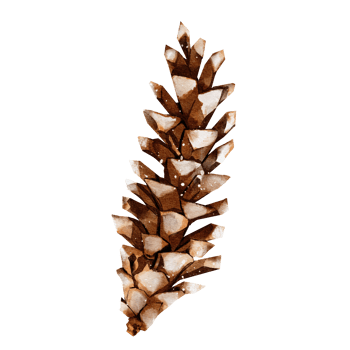 Pine cone watercolor png