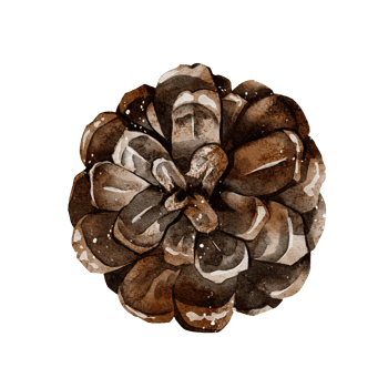 Pine cone watercolor png