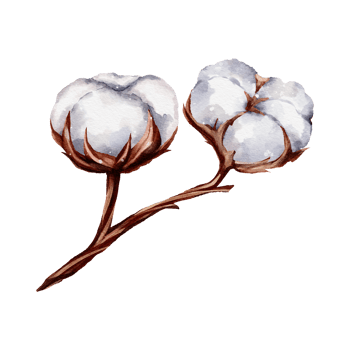Cotton flower watercolor png