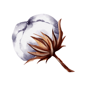 Cotton flower watercolor png