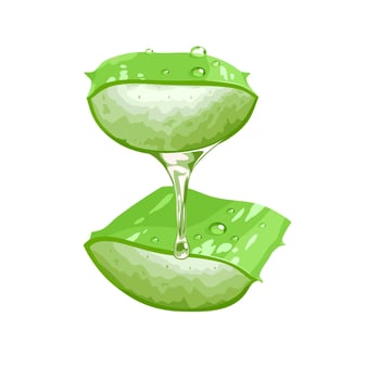 vector illustration, fresh cut aloe vera, isolated on white background.