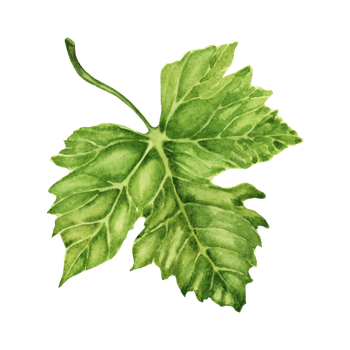 Watercolor illustration of a vine green leaf isolated on a transparent background. Detailed element for wine making, grape harvest, vineyard cards, posters, invitations. Restaurant menu designs. png