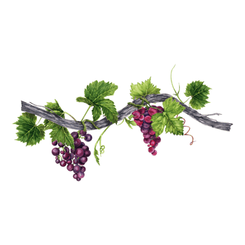 Bunch of red and purple grapes with green leaves on old vines isolated on transparent background. Hand drawn watercolor illustration. Perfect for frame and card borders. png