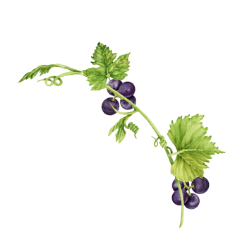 Red wine grape branch with green leaves and tendrils isolated on transparent background. Hand drawn watercolor illustration. For wine making and tasting designs, cards, invitations, menus, decoration png