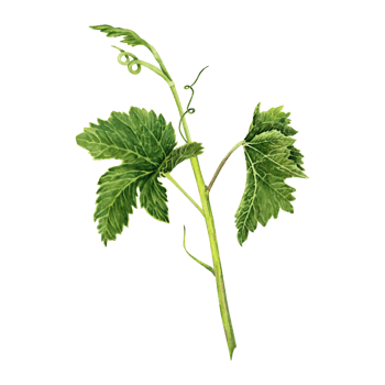 Watercolor illustration of a green vine leaf on a stem isolated on transparent background. A part of wine collection. Wine making, grape harvest, vineyard cards, posters, invitations, restaurant menu png