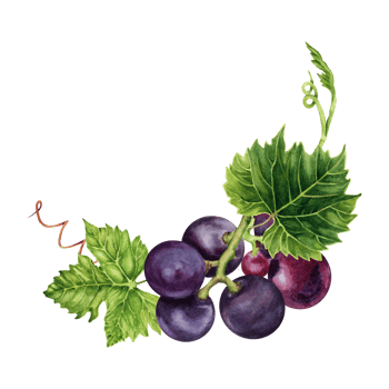 Bunch of purple grapes with green vine leaves. Hand drawn watercolor illustration isolated on transparent background. Wine tasting events, cards, invitations, restaurant menus. Wine making design. png