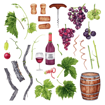 Set of grapes, wine glass, bottle,  corkscrew, barrel, grape leaves. Hand drawn watercolor illustration on transparent background. Perfect for restaurant menus and wine tasting designs. png