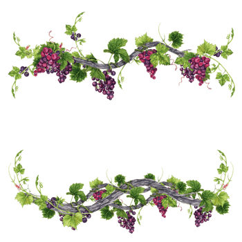 Bunch of grapes with leaves on old vine frame isolated on transparent background. Hand drawn watercolor illustration. Perfect for frames and card borders. png